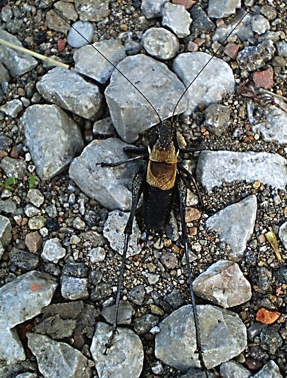 kobylka počierna Pholidoptera aptera slovaca
