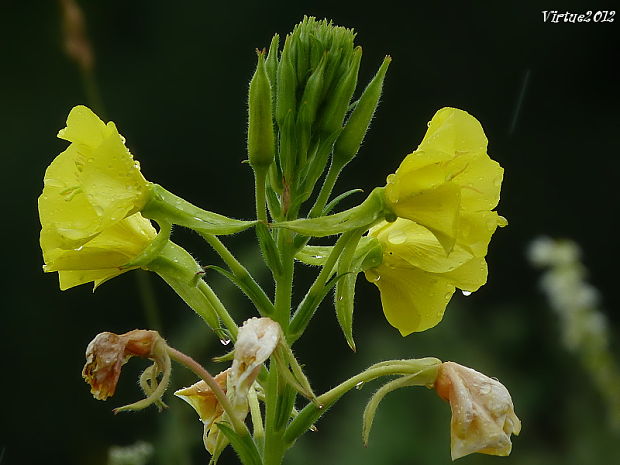 pupalka dvojročná Oenothera biennis L.