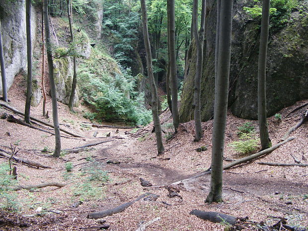 Sulovske  skaly  -les