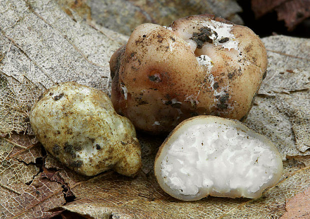podzemné huby hypogeous fungi