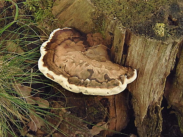 lesklokôrovka plochá Ganoderma applanatum (Pers.) Pat.