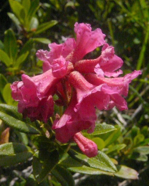 rododendron Rhododendron ferrugineum L.