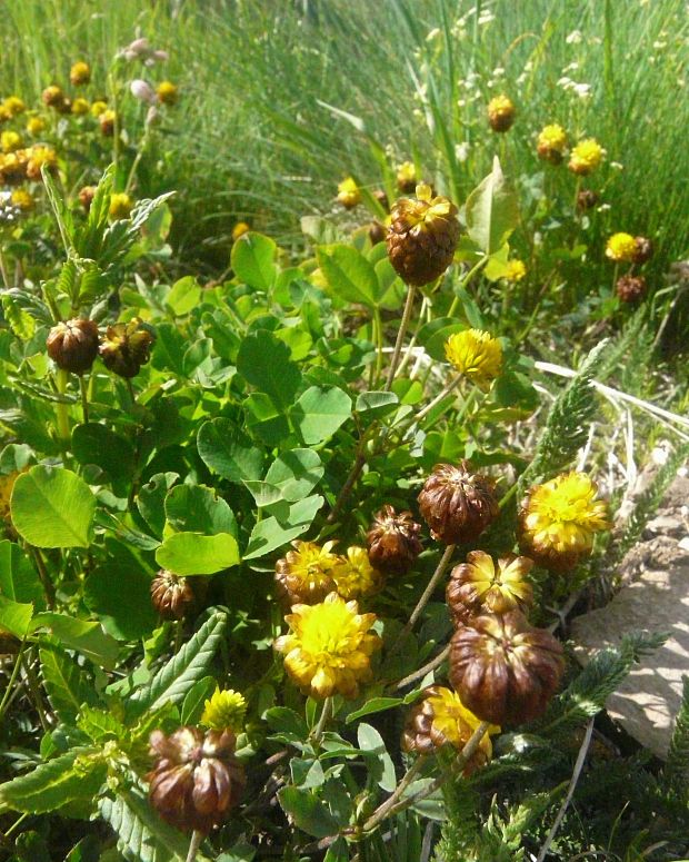 ďatelina hnedá Trifolium badium Schreb.