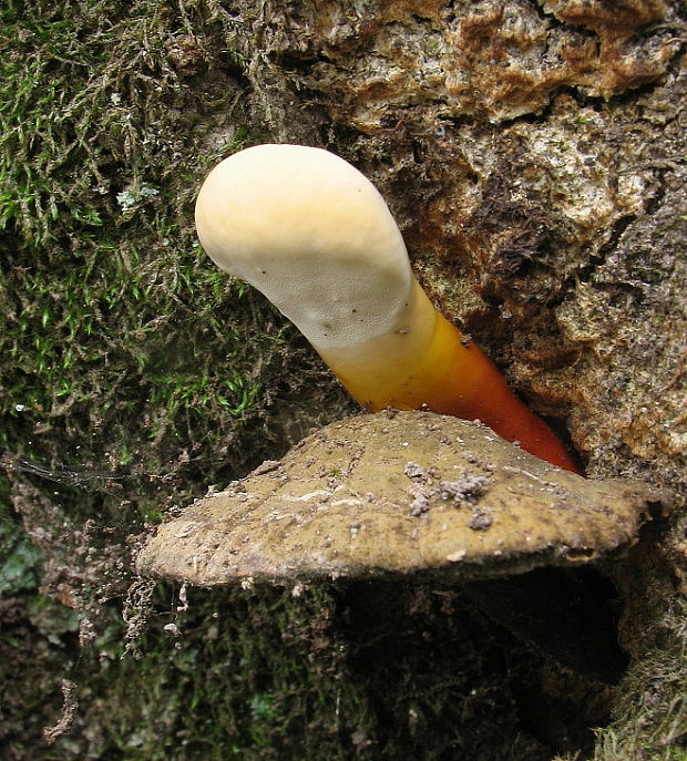 lesklokôrovka obyčajná Ganoderma lucidum (Curtis) P. Karst.
