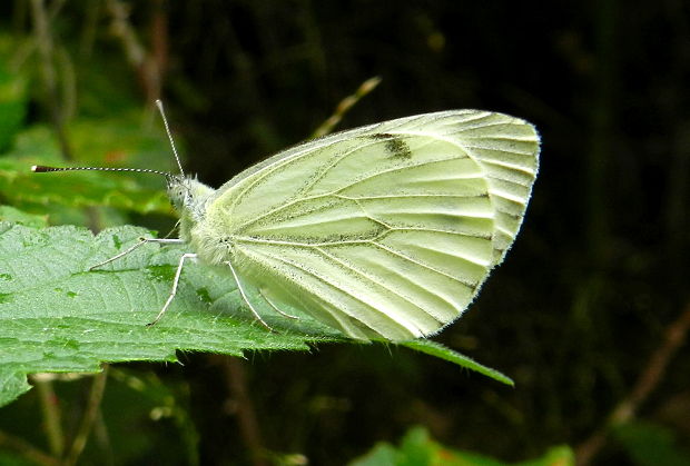 mlynárik repkový Pieris napi