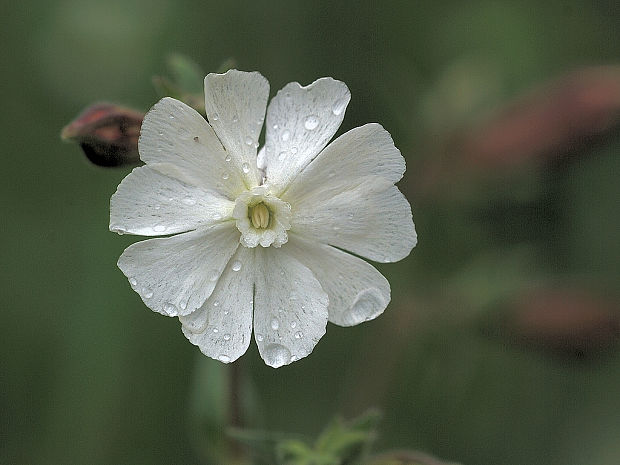 silenka biela pravá  Silene latifolia subsp. alba (Mill.) Greuter et Burdet