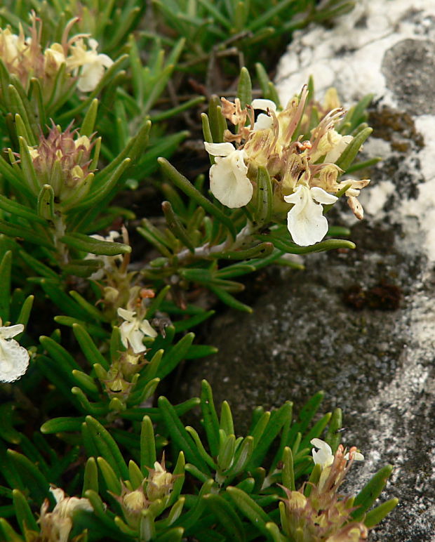 hrdobarka horská - ožanka horská Teucrium montanum L.
