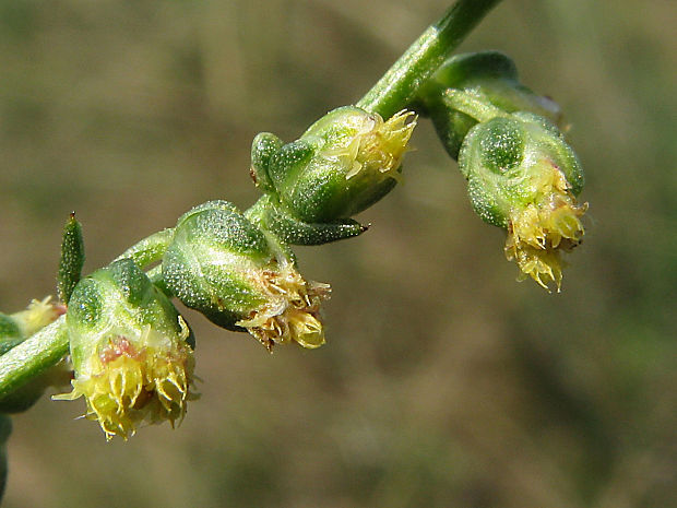 palina poľná Artemisia campestris L.
