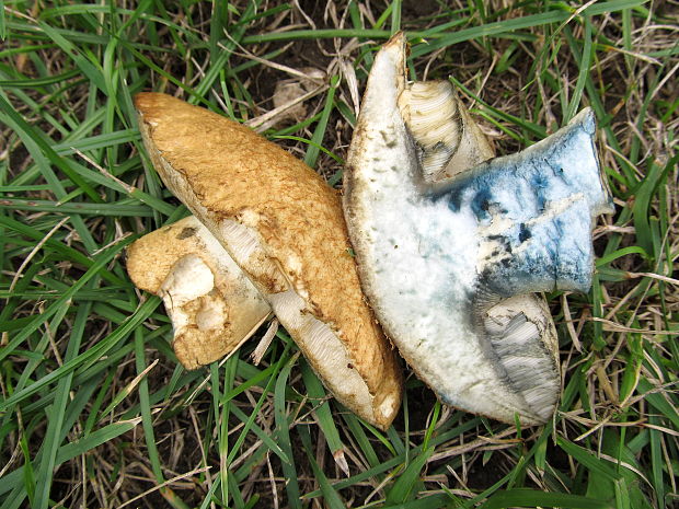 hríbnik modrejúci Gyroporus cyanescens (Bull.) Quél.