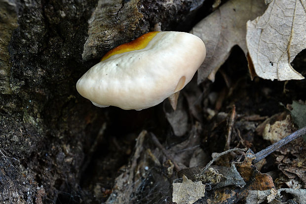 lesklokôrovka obyčajná Ganoderma lucidum (Curtis) P. Karst.
