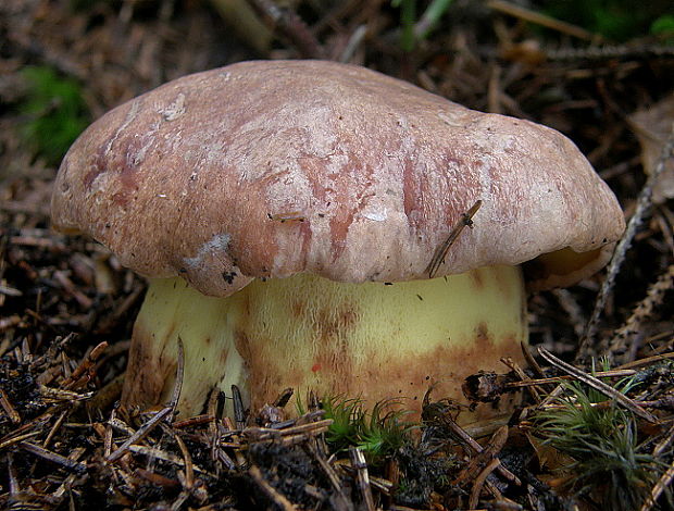 hríb horský Butyriboletus subappendiculatus (Dermek, Lazebn. & J. Veselský) D. Arora & J.L. Frank
