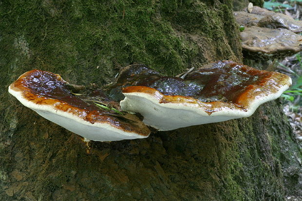 lesklokôrovka živicovitá Ganoderma resinaceum Boud.
