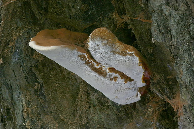 lesklokôrovka živicovitá Ganoderma resinaceum Boud.