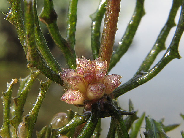 rožkatec ponorený Ceratophyllum demersum L.