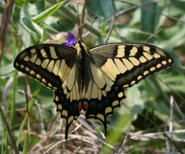 vidlochvost fenyklový Papilio machaon