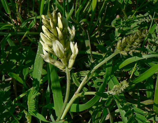 kozinec cícerovitý - kozinec cizrnovitý Astragalus cicer L.