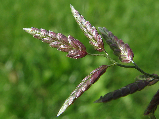 milota lipnicovitá Eragrostis minor Host