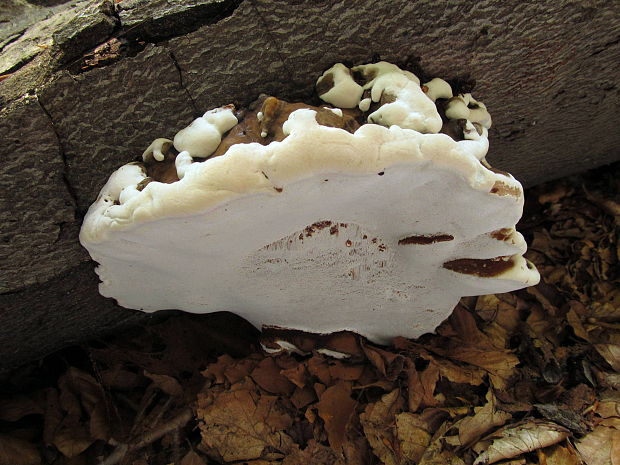 lesklokôrovka plochá Ganoderma applanatum (Pers.) Pat.