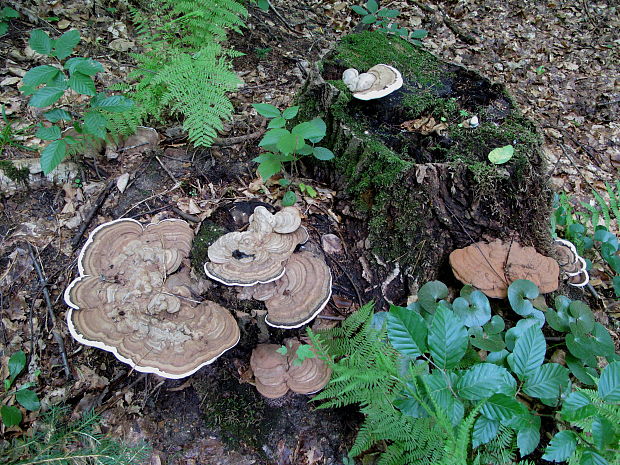 lesklokôrovka plochá Ganoderma applanatum (Pers.) Pat.