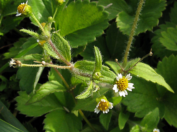 žltnica pŕhľavolistá Galinsoga urticifolia (Humb., Bonpl. et Kunth) Benth.