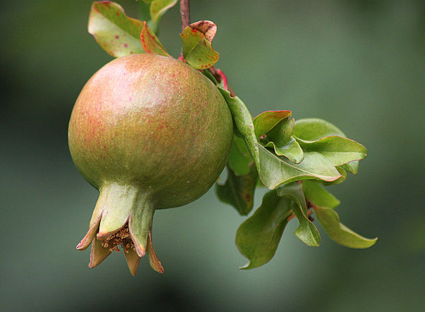 granátové jablko Punica granatum L.