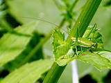 kobylka bielopása 
