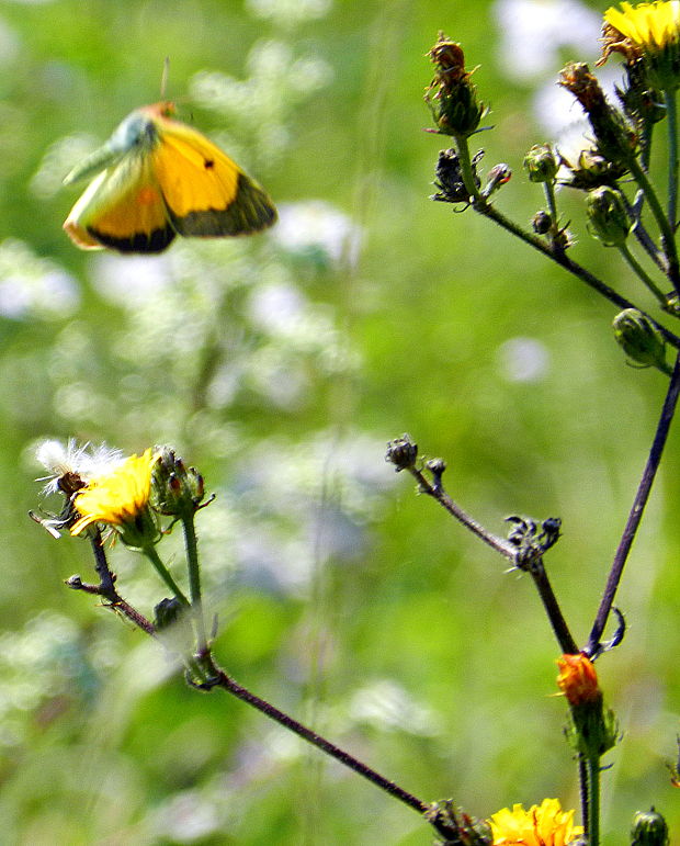 žltáčik vičencový  Colias crocea