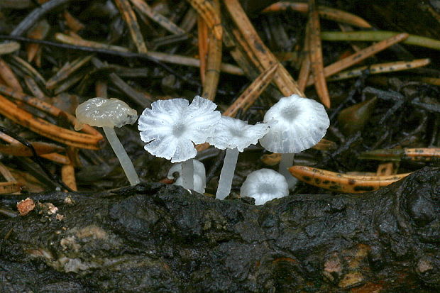 rebernačka drobná Delicatula integrella (Pers.) Fayod