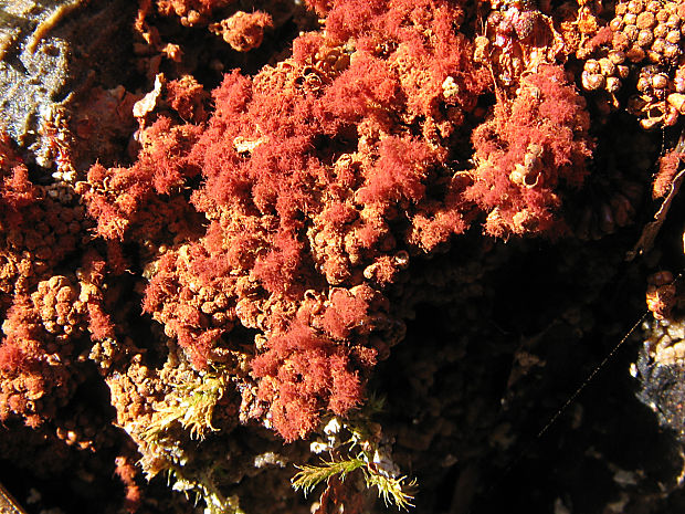vlásovnička osia/vosnatka červená Metatrichia vesparium (Batsch) Nann.-Bremek. ex G.W. Martin & Alexop.