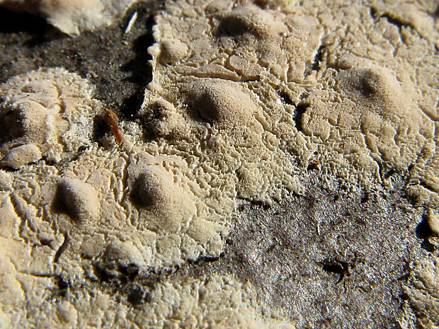 kornatka popolavá/kornatka popelavá Peniophora cinerea (Pers.) Cooke