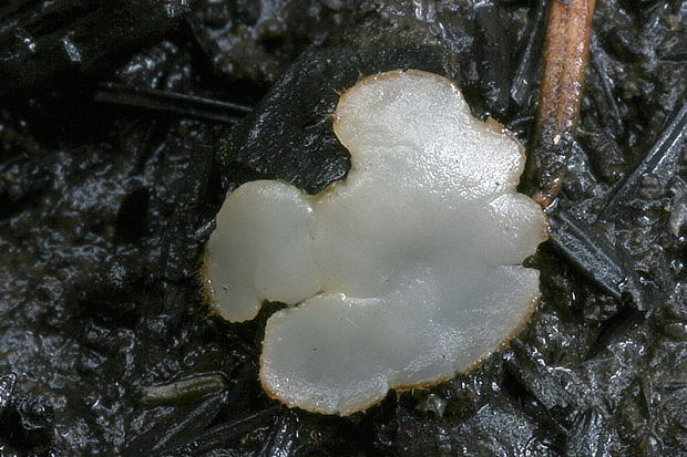 trichofea uhľomilná Trichophaea hemisphaerioides (Mouton) Graddon