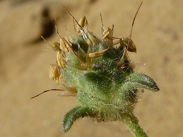 skorocelovec piesočný Psyllium arenarium (Waldst. et Kit.) Mirb.