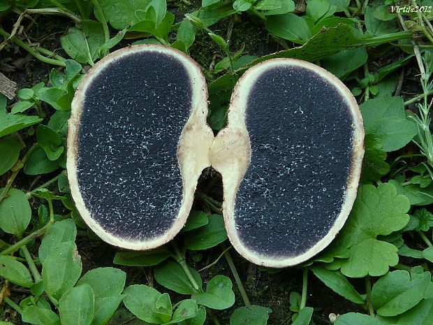 pestrec Scleroderma sp.
