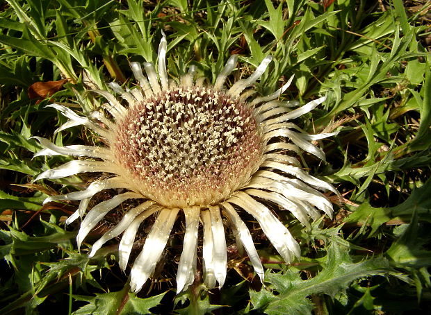 krasovlas bezbyľový Carlina acaulis subsp. acaulis L.