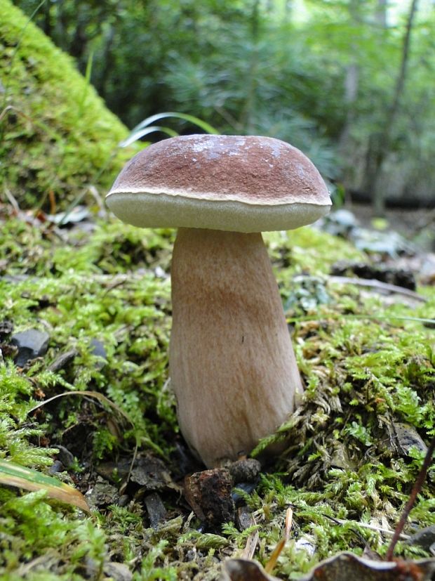 jedly Tylopilus Tylopilus badiceps  (Peck) A. H. Smith & Thiers