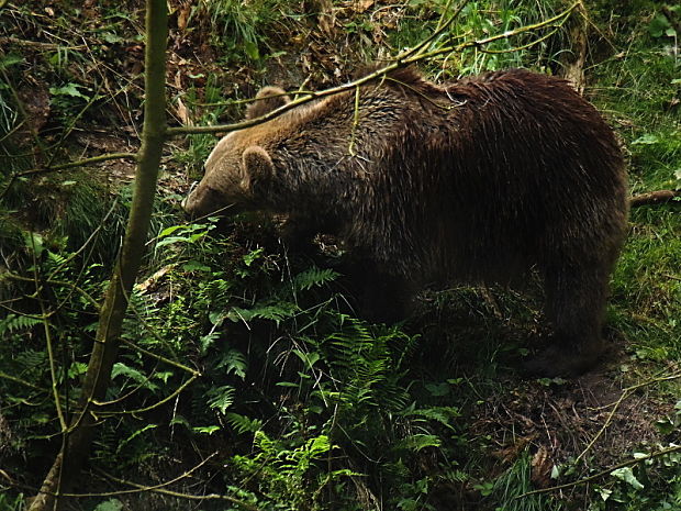 medveď hnedý Ursus arctos