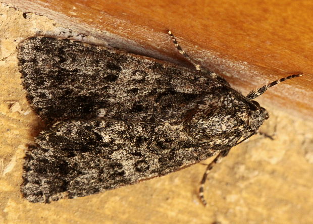 mramorovka obyčajná / šípověnka hojná Acronicta rumicis Linnaeus, 1758