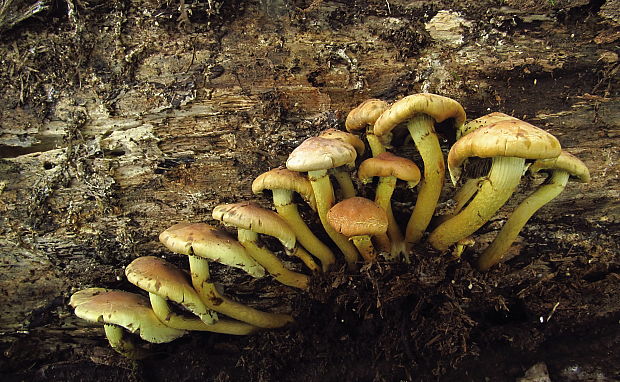strapcovka zväzkovitá Hypholoma fasciculare (Huds.) P. Kumm.