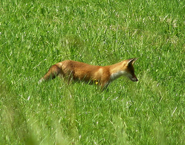 liška obecná Vulpes vulpes