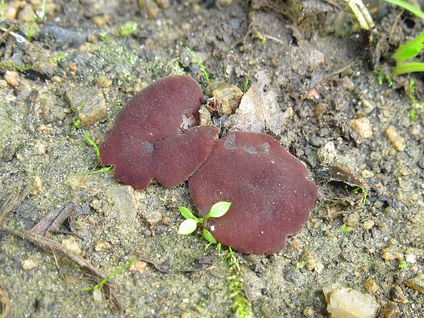hrubatka purpurová Purpureodiscus subisabellinus (Le Gal) Van Vooren