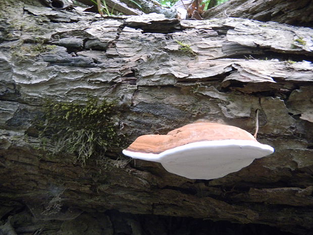 lesklokôrovka Ganoderma sp.