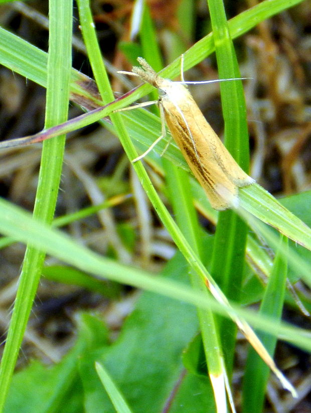 trávovec trávový  Agriphila tristella