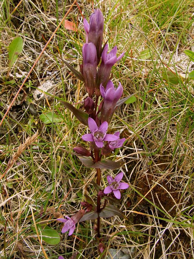 horček žltkastý karpatský Gentianella lutescens subsp. carpatica (Wettst.) Holub
