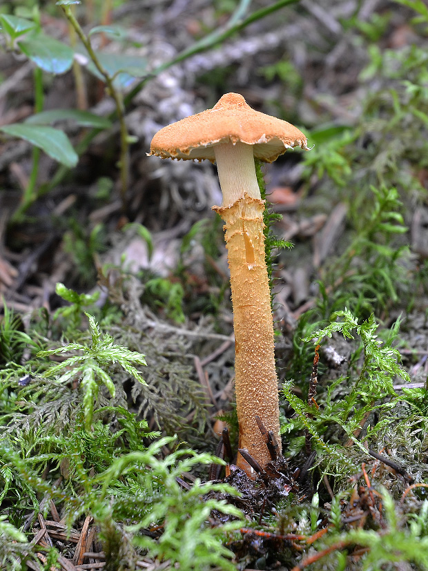 zrnivka okrová Cystoderma amianthinum (Scop.) Fayod