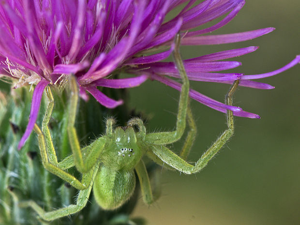 osemočko smaragdové Micrommata virescens