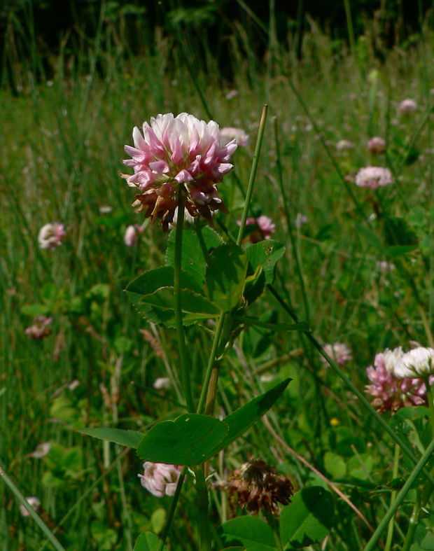 ďatelina hybridná Trifolium hybridum L.