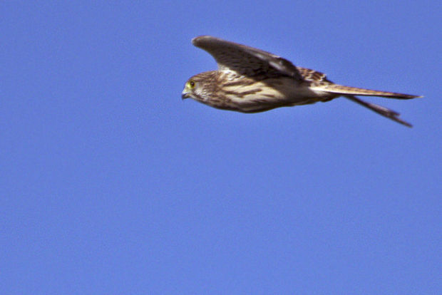 sokol myšiar Falco tinnunculus L.