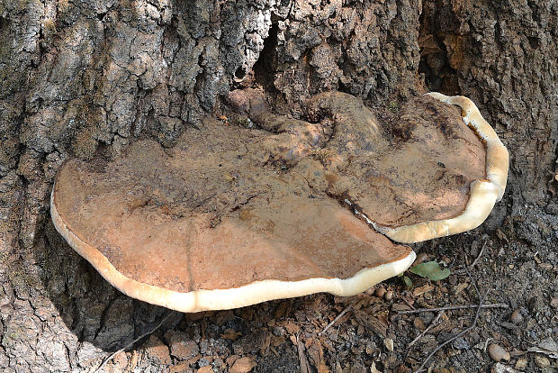 lesklokôrovka plochá Ganoderma applanatum (Pers.) Pat.