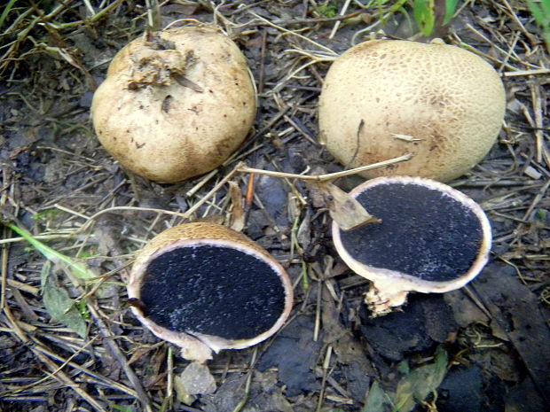 pestrec Scleroderma sp.