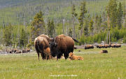 bizoni - cele stado